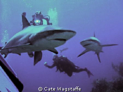 Shark Dive with Caribbean Reef Sharks on Aqua Cat Liveabo... by Cate Wagstaffe 